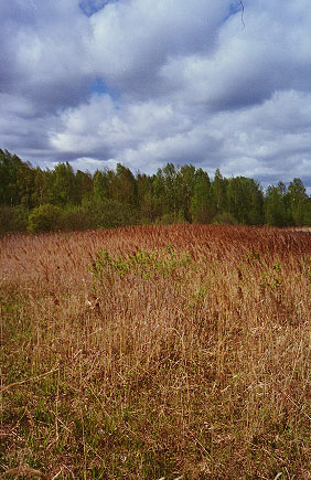 Stratocumulus - снимок сделан 30 апреля 2000 г. на востоке Подмосковья